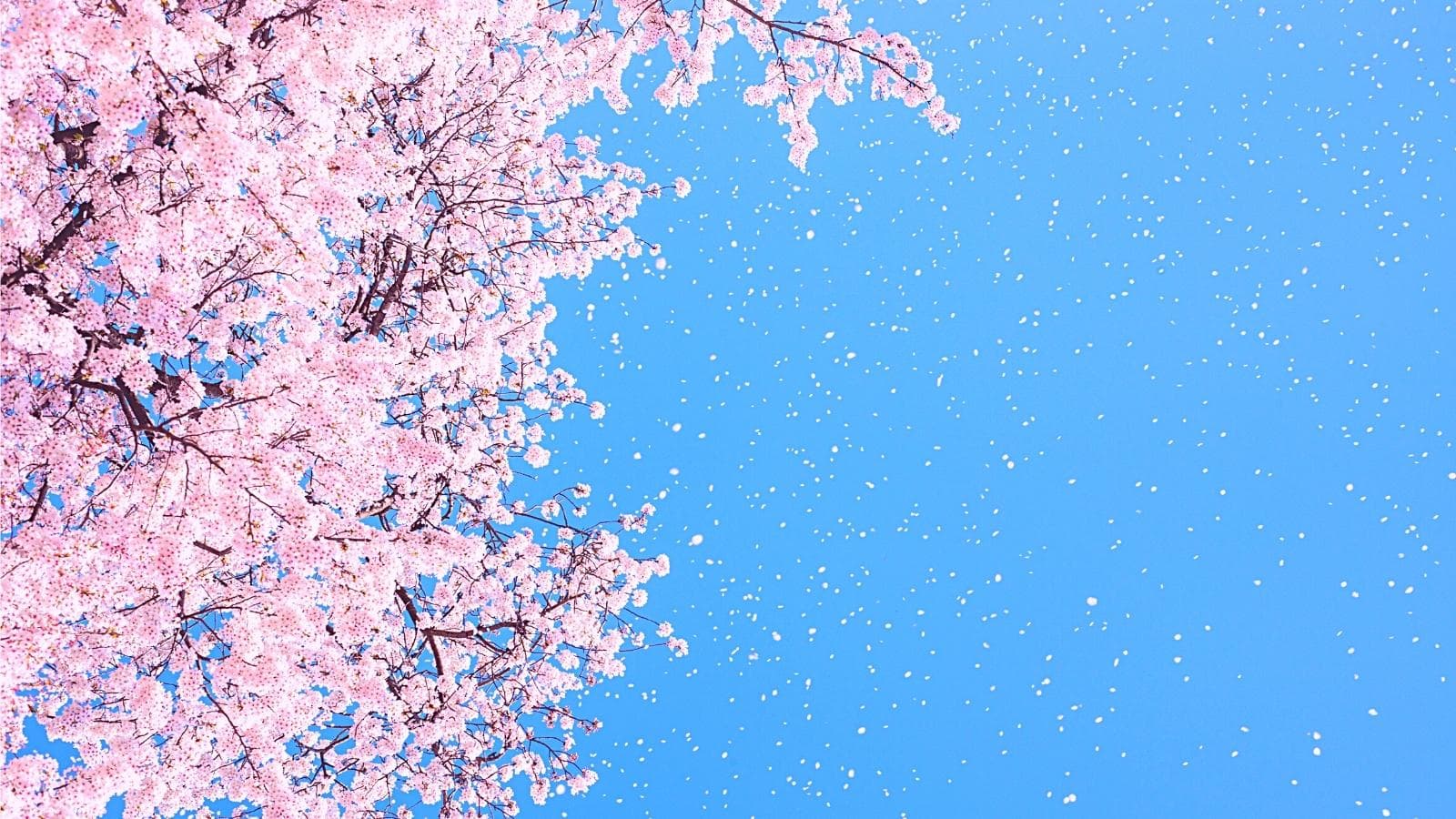 Korea Cherry Blossom Tree Blooming Cherry Blossoms Waving Petals Blue Sky Like Snow 알트 Pink cherry blossoms cover the spring blue sky in Seoul Korea, petals are falling in the wind like snow