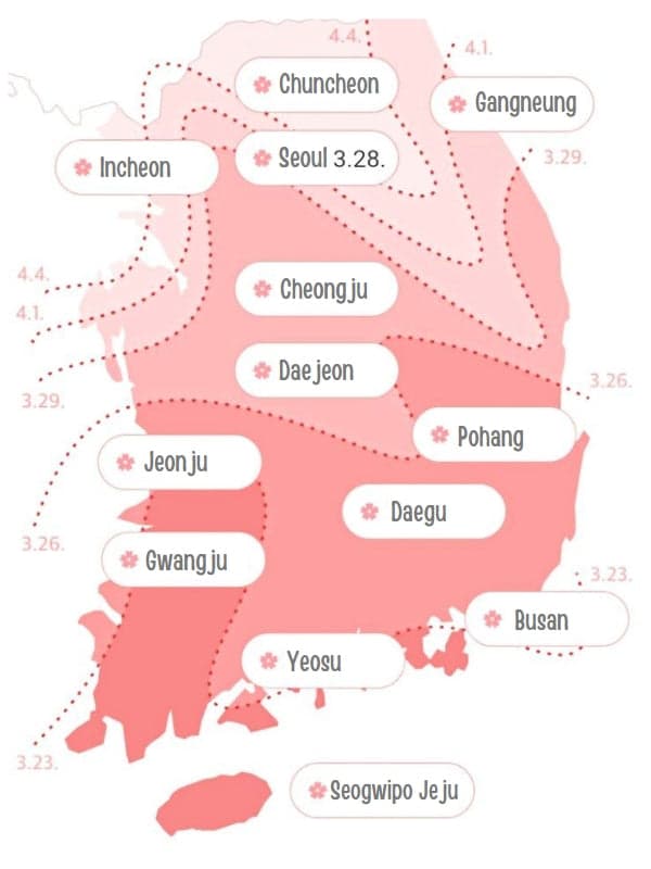 Pink South Korea Map, 2020 cherry blossom blooming date in Seoul Korea, infographic map cherry blossoms in Korea