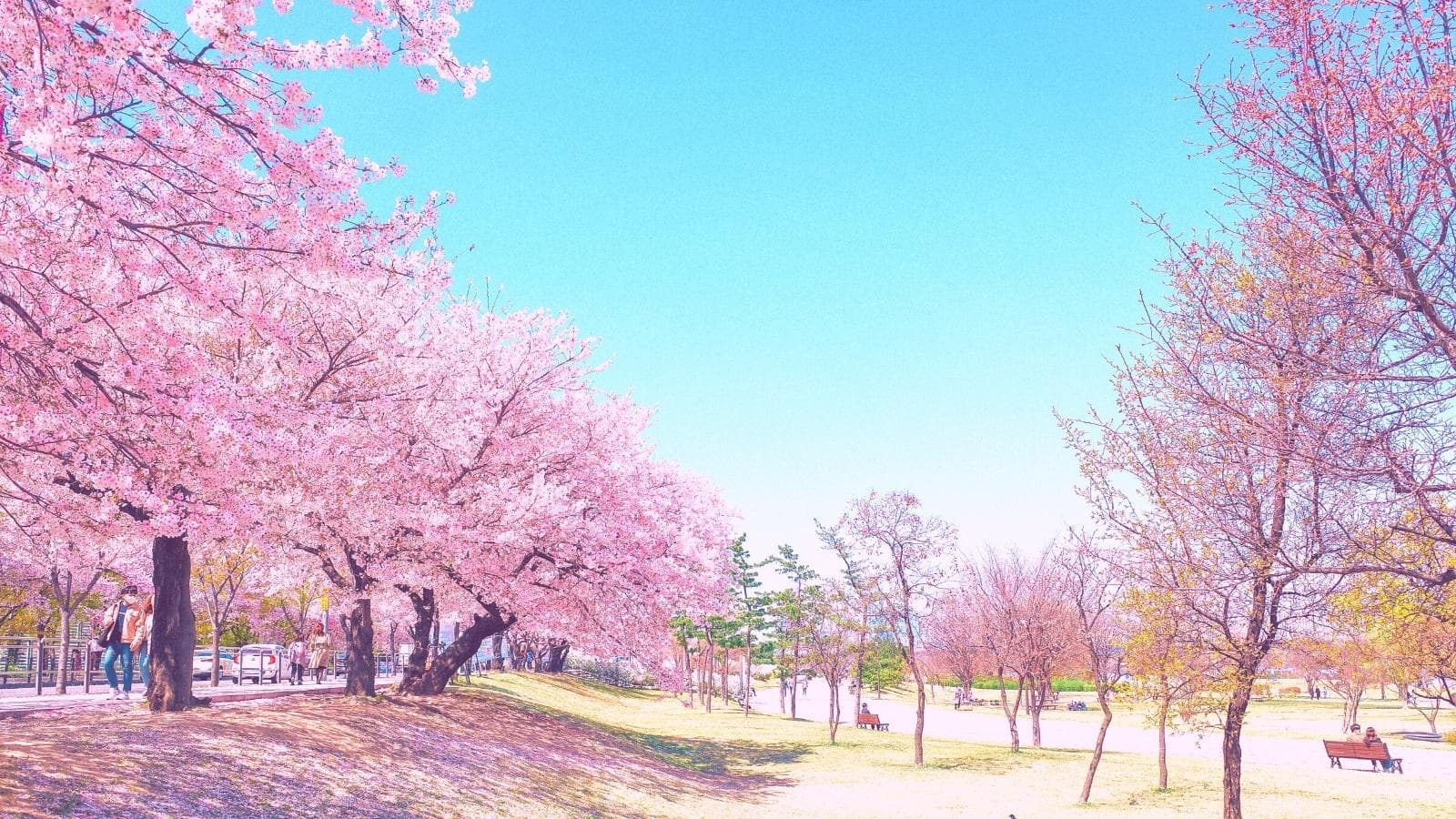 Next to cherry blossoms trees road Yeouido Hangang Park on Yeouiseo-ro, Yunjung-ro, Seoul, Korea