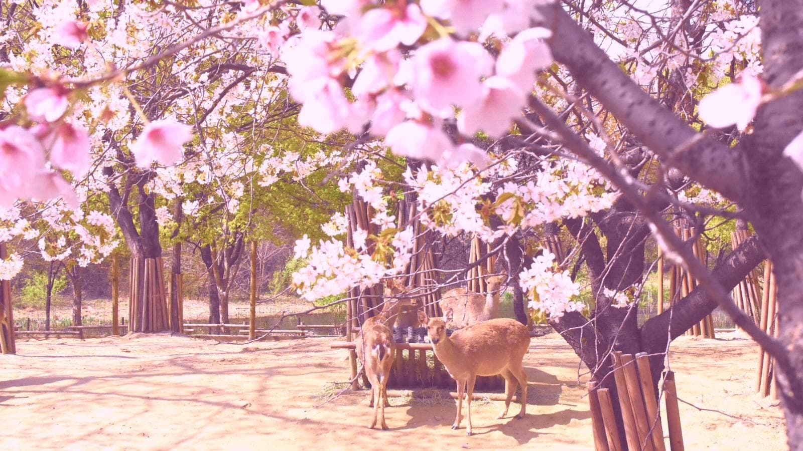 A herd of deer under the cherry blossoms in full bloom in Seoul Forest, Seongsu-dong, Seoul