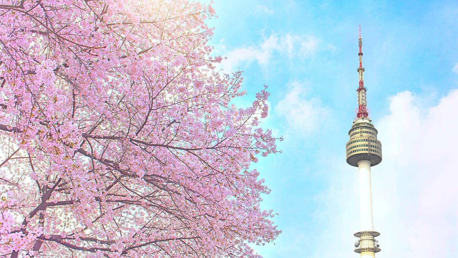 Seoul N Tower with pink cherry blossoms blossoming and Namsan Tower in the clear blue sky in Seoul, South Korea.