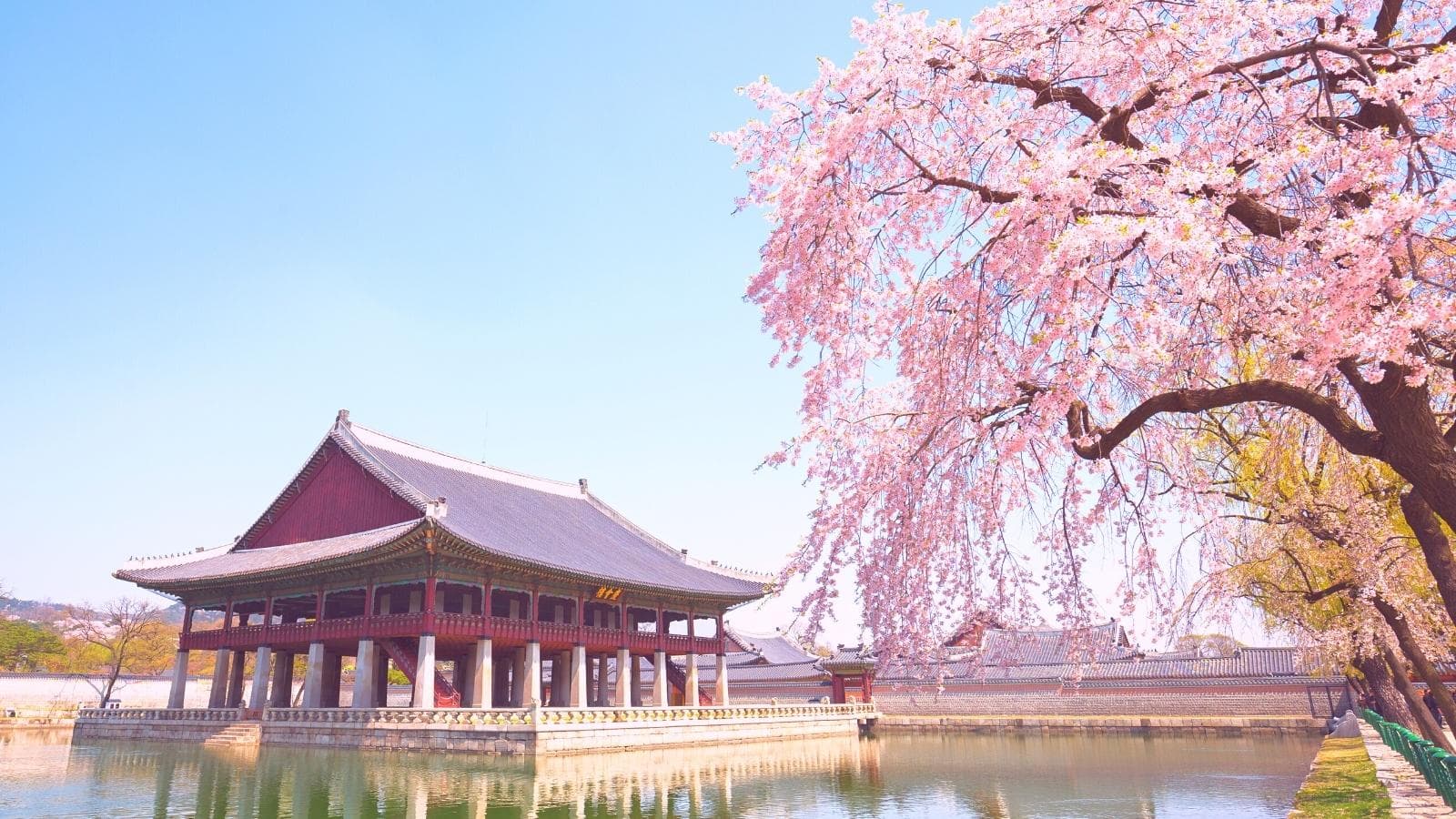 full blooming cherry blossoms on Gyeonghoeru Pavilion Lake of Gyeongbokgung Palace in Seoul Korea