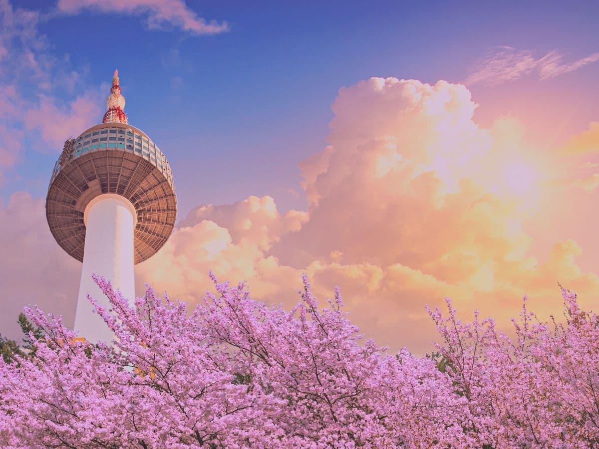 Cherry blossoms in full bloom under Namsan Tower in Seoul, Korea