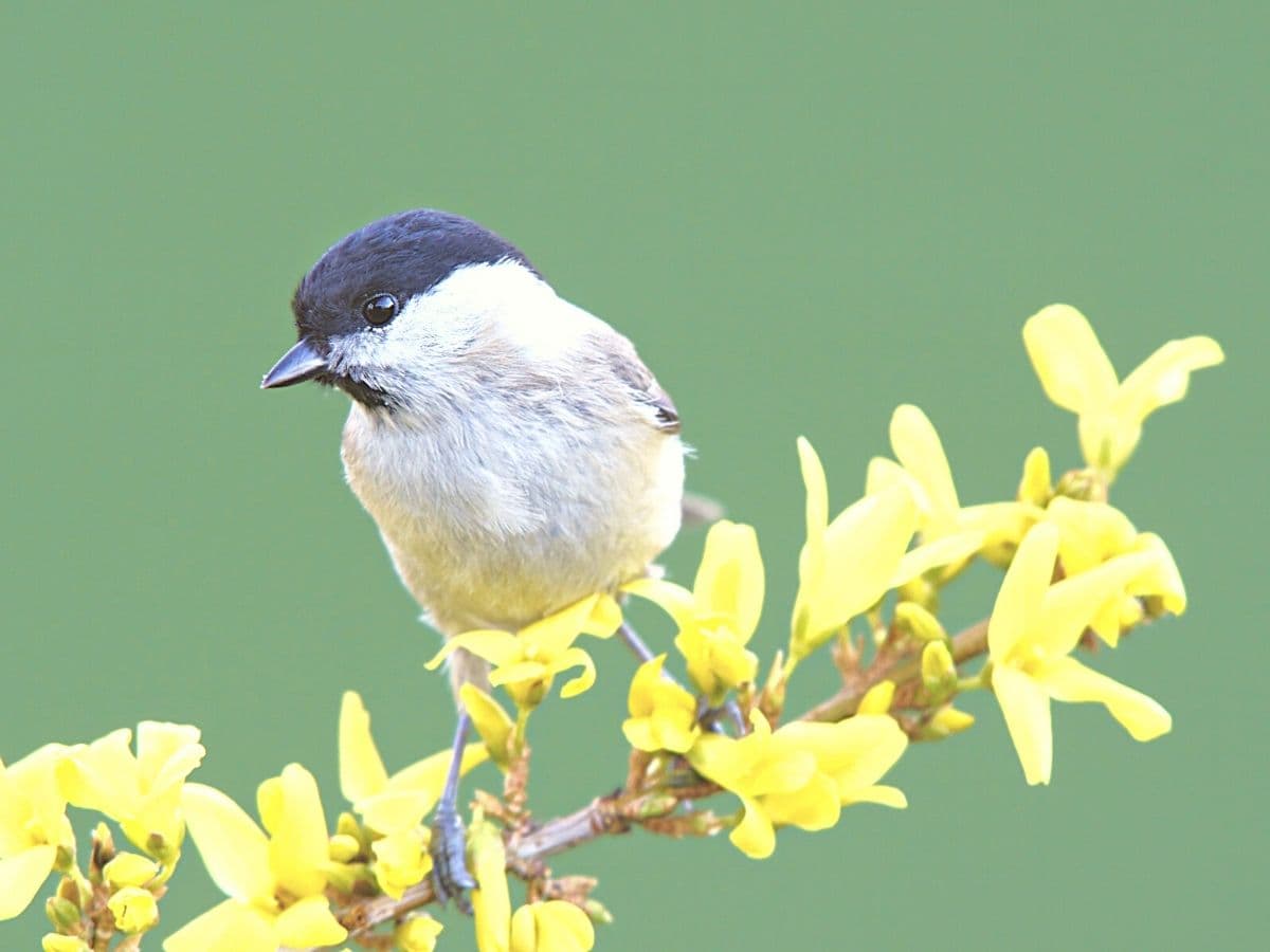 a bird on forsythia flower