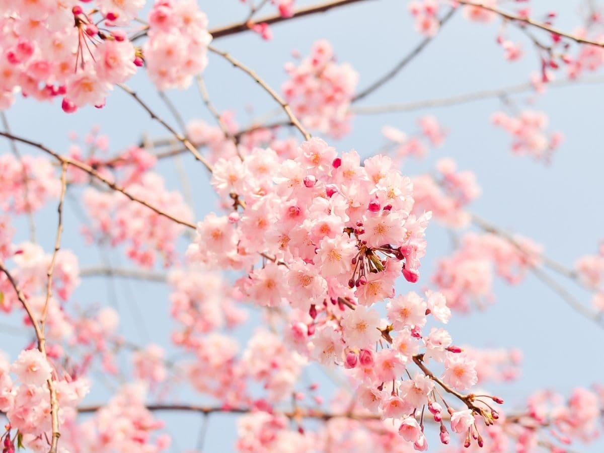 pink cherry blossom