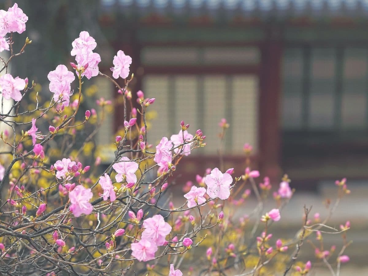 Azaleas blooming in the garden of a traditional Korean house, Hanok