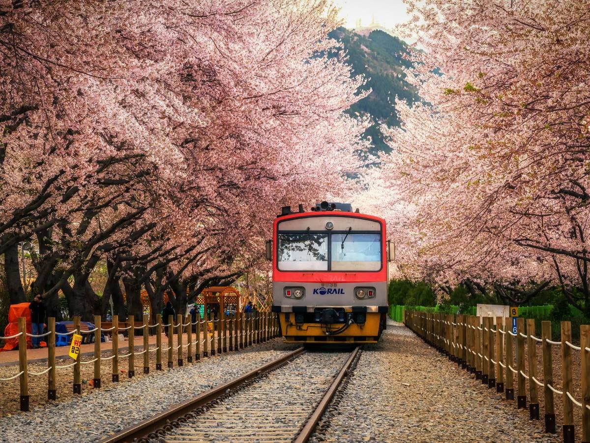 Panoramic view of Gyeonghwa Station with trains passing by under the Jinhae Gunhangje cherry blossoms
