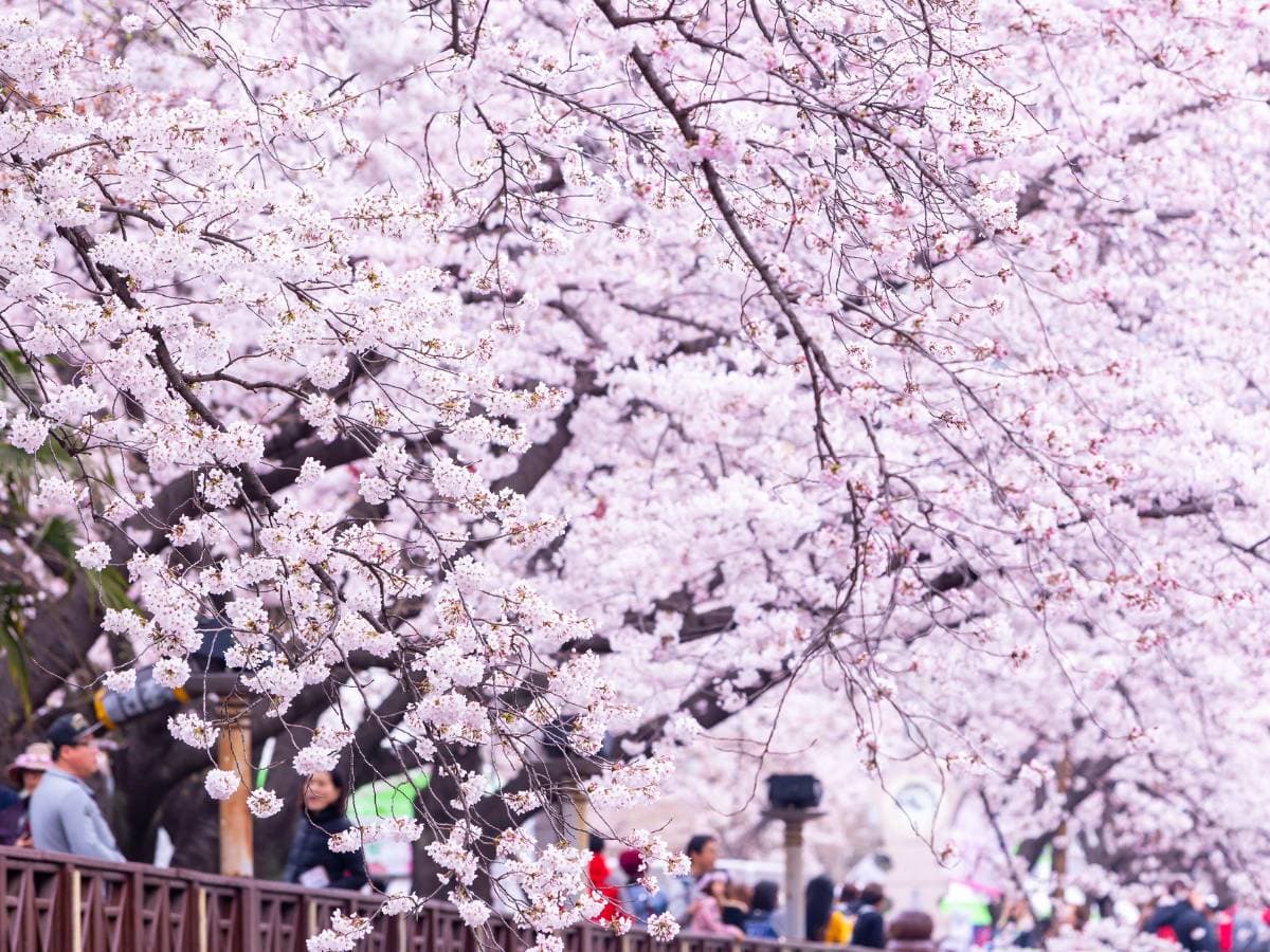 Panoramic view of Yeojwacheon Stream with cherry blossoms in full bloom