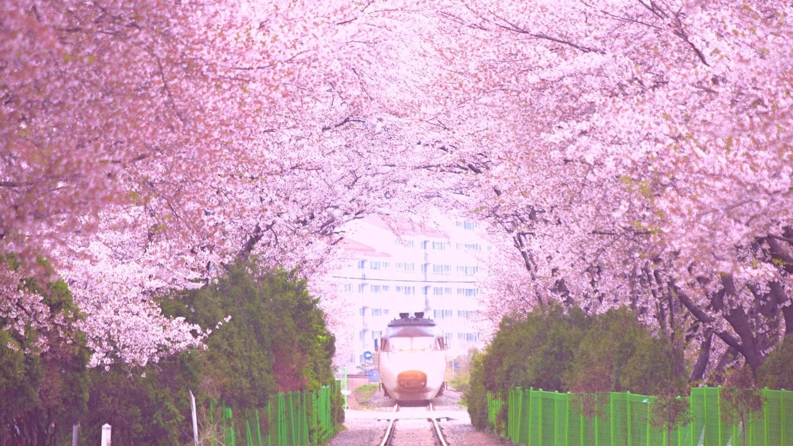 a train is entering the cherry blossom tunnel in full bloom Gyeonghwa Station in South Korea